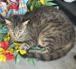 Lost Female Cat last seen Deer Run Rd, St. Cloud, FL 34772