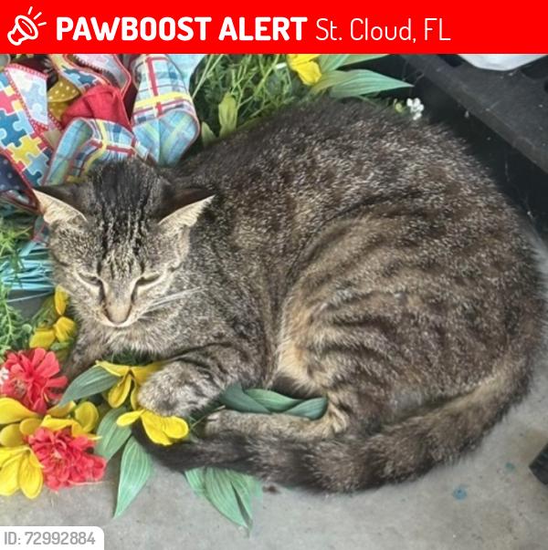 Lost Female Cat last seen Deer Run Rd, St. Cloud, FL 34772