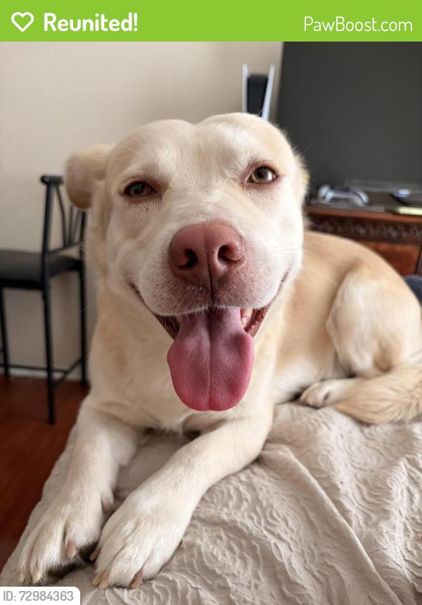 Reunited Male Dog last seen Eagle Ranch Park , Victorville, CA 92392