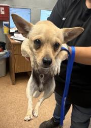 Shelter Stray Male Dog last seen Avenue 12, Madera County, CA, 205 Tozer St, Madera, CA 93638, USA