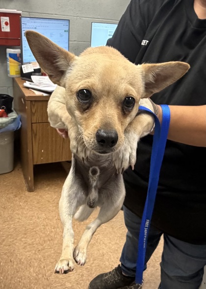 Shelter Stray Male Dog last seen Avenue 12, Madera County, CA, 205 Tozer St, Madera, CA 93638, USA