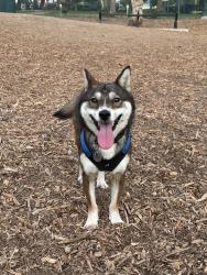 Reunited Female Dog last seen Orange and 56th Street, Long Beach, CA 90805
