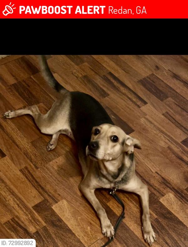 Lost Female Dog last seen Bentley Woods Lane, Lithonia, GA 30058, Redan, GA 30058