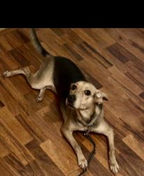 Lost Female Dog last seen Bentley Woods Lane, Lithonia, GA 30058, Redan, GA 30058