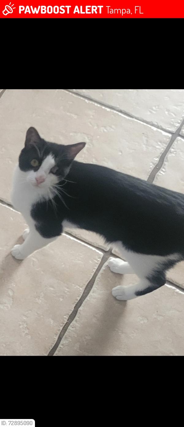 Lost Male Cat last seen Near Black Pine Dr Tampa 33624, Tampa, FL 33624