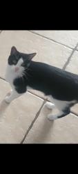 Lost Male Cat last seen Near Black Pine Dr Tampa 33624, Tampa, FL 33624