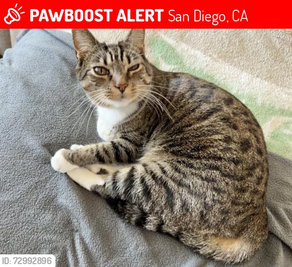 Lost Female Cat last seen Glenroy, San Diego, CA 92120