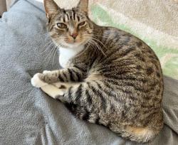 Lost Female Cat last seen Glenroy, San Diego, CA 92120