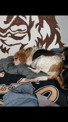 Reunited Female Dog last seen Morning Glory, Bluebonnet Rd.  & near PRP area, Louisville, KY 40258