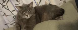 Lost Male Cat last seen Pojoaque near dollar general at the Pojoaque terrace mobile home park, Santa Fe, NM 875068332