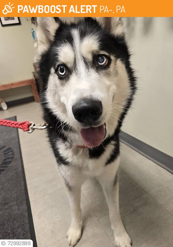 Found/Stray Male Dog last seen Route 940, PA-940, PA 18610
