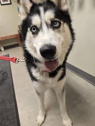Found/Stray Male Dog last seen Route 940, PA-940, PA 18610