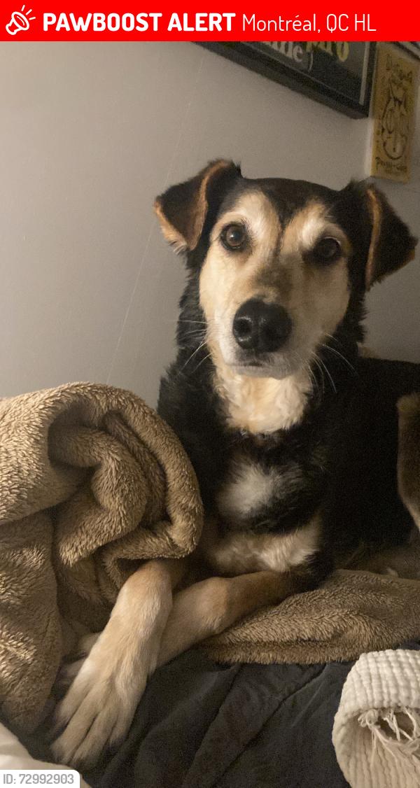 Lost Male Dog last seen Rue robin & beaudry, Montréal, QC H2L