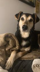 Lost Male Dog last seen Rue robin & beaudry, Montréal, QC H2L