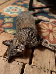 Found/Stray Female Cat last seen Castlebridge ln , Dale City, VA 22193