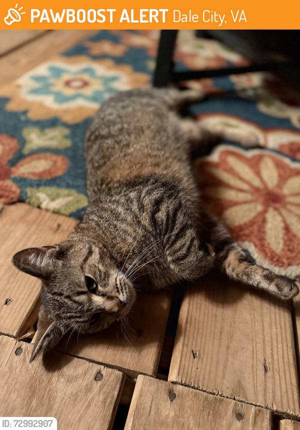 Found/Stray Female Cat last seen Castlebridge ln , Dale City, VA 22193