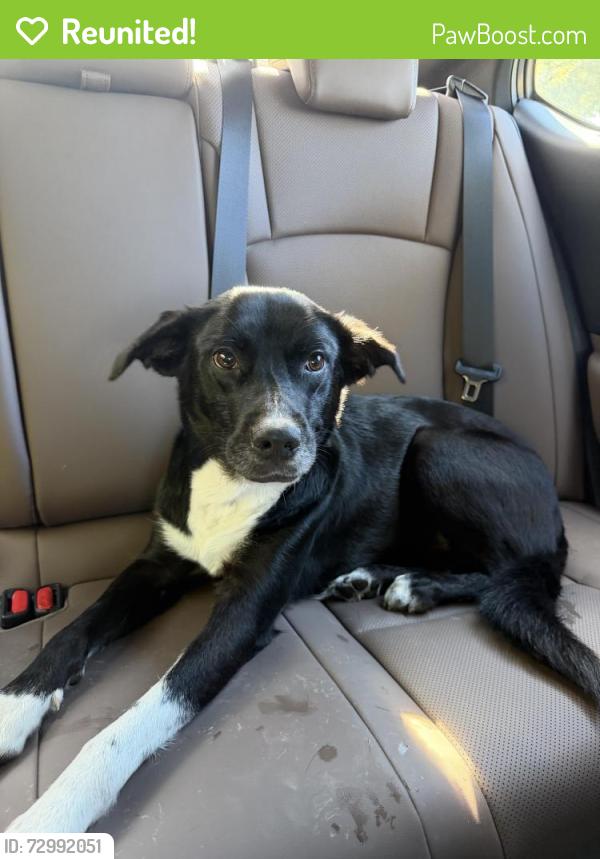 Reunited Female Dog last seen Mezzanine/Studebaker, Long Beach, CA 90808