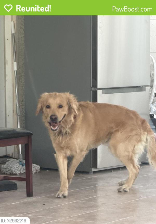 Reunited Male Dog last seen E Sahara Ave & S Sloan Ln, Sunrise Manor, NV 89142, USA, Sunrise Manor, NV 89142