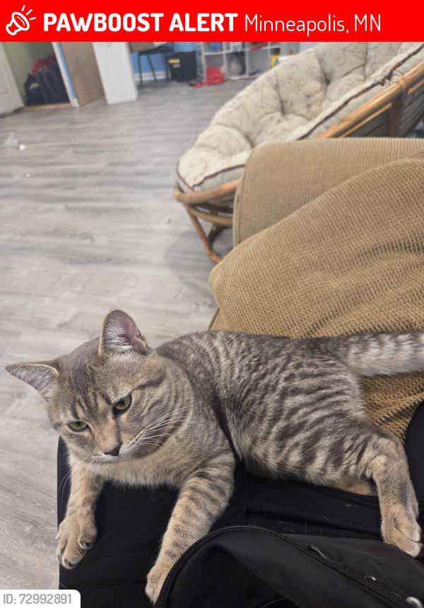 Lost Male Cat last seen Near 82nd Ave N , Minneapolis, MN 55445