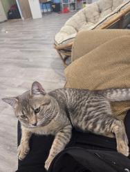 Lost Male Cat last seen Near 82nd Ave N , Minneapolis, MN 55445