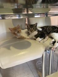 Lost Unknown Cat last seen Chestnuthill aparments, Houston, TX 77036