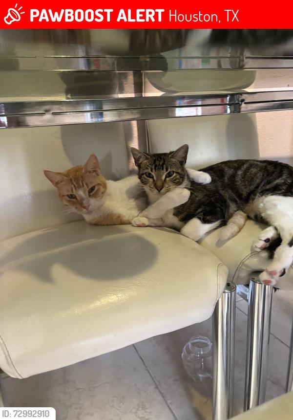 Lost Unknown Cat last seen Chestnuthill aparments, Houston, TX 77036