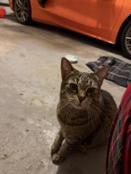 Found/Stray Unknown Cat last seen crooks rd and square lake, Troy, MI 48098