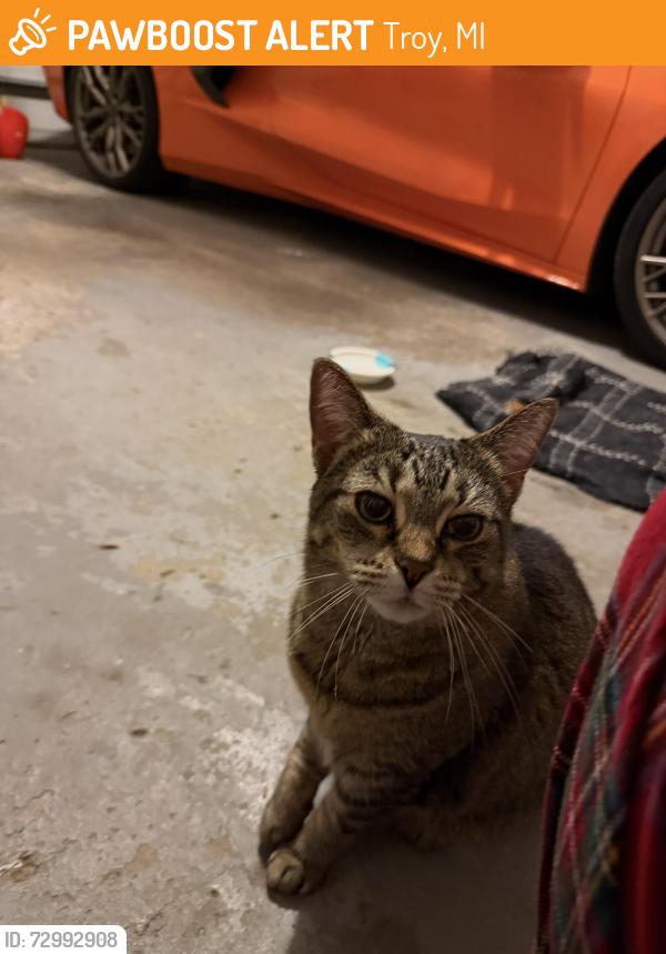 Found/Stray Unknown Cat last seen crooks rd and square lake, Troy, MI 48098