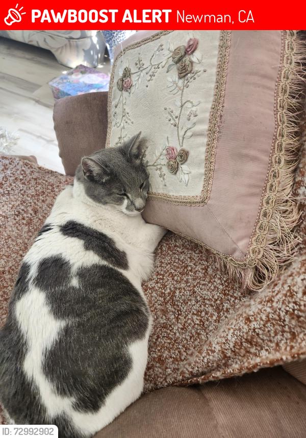 Lost Male Cat last seen T Street & Corgiat Street, Newma, Newman, CA 95360