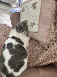 Lost Male Cat last seen T Street & Corgiat Street, Newma, Newman, CA 95360