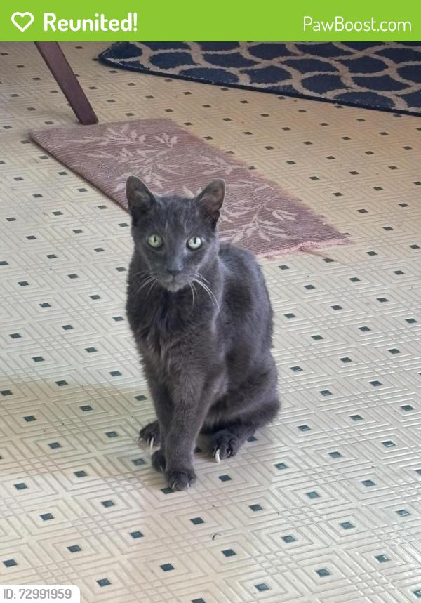 Reunited Male Cat last seen Piper’s View Dr, Webster, TX 77598