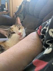 Lost Female Cat last seen Little Run Road, Birch River, WV 26610