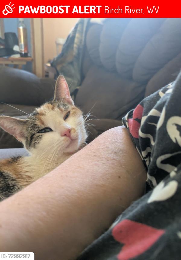 Lost Female Cat last seen Little Run Road, Birch River, WV 26610