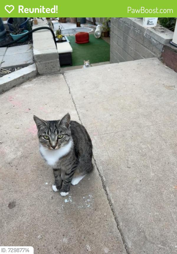 Reunited Female Cat last seen Tia Maria Way & Tio Diego Pl, La Mesa, CA 91942