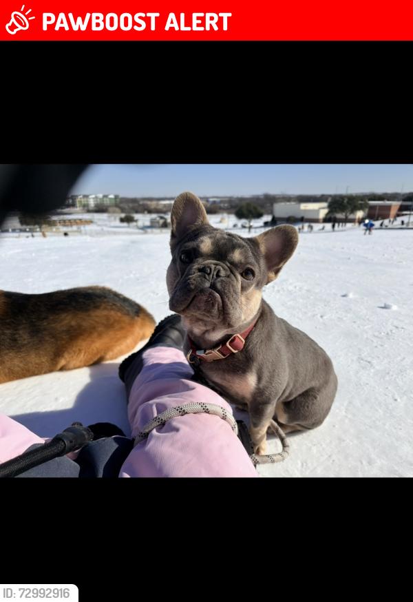 Lost Male Dog last seen Near Rogene St North Richland Hills, TX  76180 United States, North Richland Hills, TX 76180