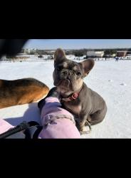 Lost Male Dog last seen Near Rogene St North Richland Hills, TX  76180 United States, North Richland Hills, TX 76180