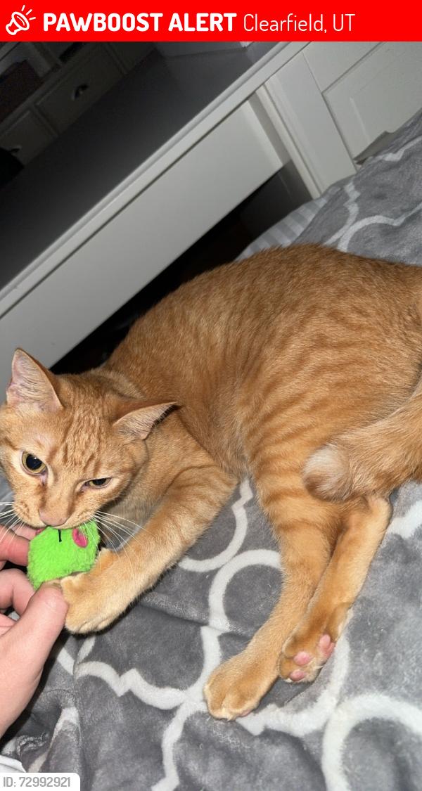 Lost Male Cat last seen Live near the Maverick, Clearfield, UT 84015