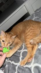 Lost Male Cat last seen Live near the Maverick, Clearfield, UT 84015