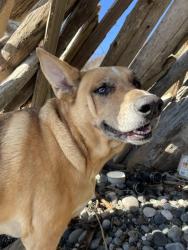 Lost Female Dog last seen Grandview petro, Ferndale, WA 98248