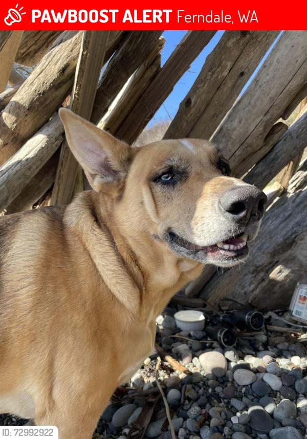 Lost Female Dog last seen Grandview petro, Ferndale, WA 98248