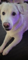 Reunited Male Dog last seen Stone Creek Appartments, Caldwell, ID 83605