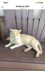 Lost Male Cat last seen Gertrude Drive , Lynwood, CA 90262