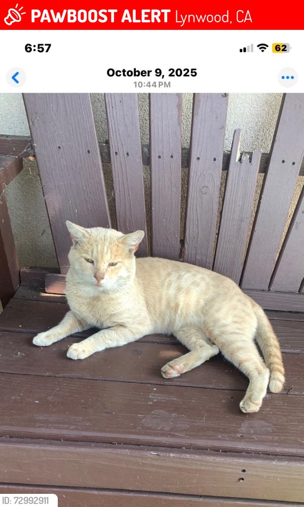 Lost Male Cat last seen Gertrude Drive , Lynwood, CA 90262