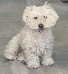 Lost Male Dog last seen Shadewood Lane, San Diego, CA 92139