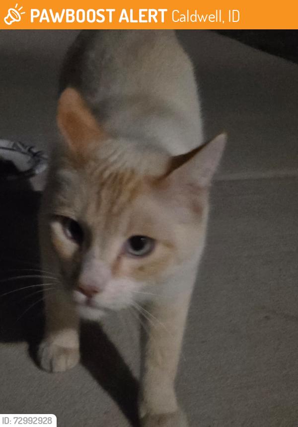 Found/Stray Unknown Cat last seen Houseing, Caldwell, ID 83605