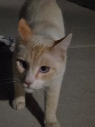 Found/Stray Unknown Cat last seen Houseing, Caldwell, ID 83605
