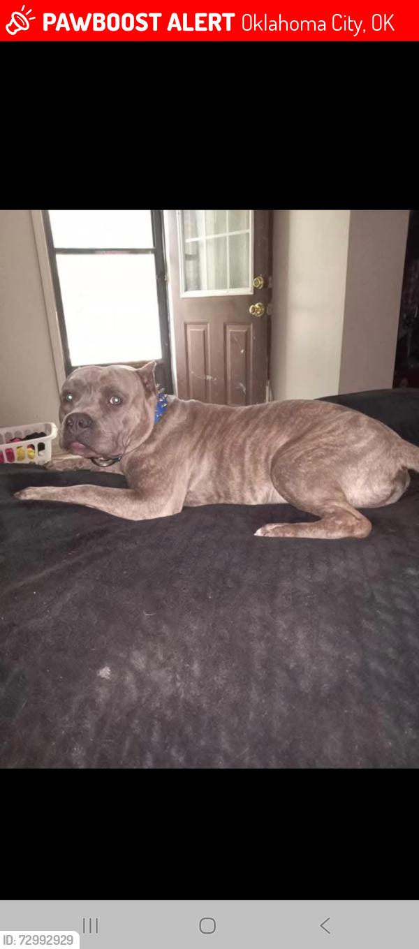 Lost Male Dog last seen 122nd and penn, Oklahoma City, OK 73120