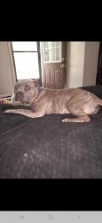 Lost Male Dog last seen 122nd and penn, Oklahoma City, OK 73120