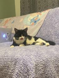 Lost Male Cat last seen 10th street , Greenville, NC 27858