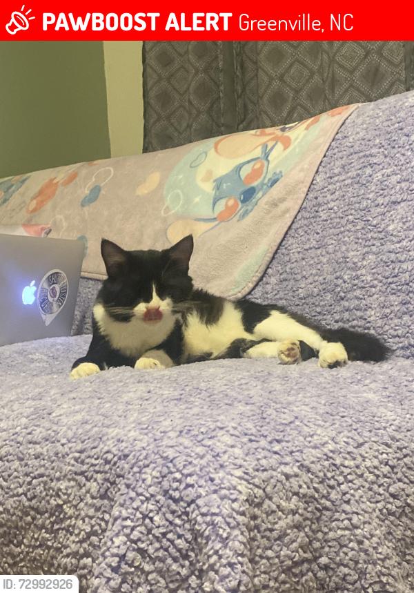 Lost Male Cat last seen 10th street , Greenville, NC 27858